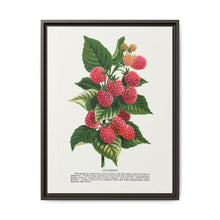 Cuthbert raspberry lithograph. Digitally enhanced from our own original 1900 edition plates of Botanical Specimen published by Rochester Lithographing - NOMADEN ART GALLERY
