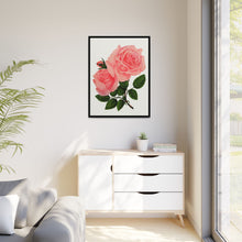 Pink Rose, La France Lithograph (1900)