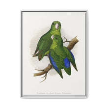 Passerine or Blue-winged Parrakeet (Psittacula columboides) colored wood-engraved plate by Alexander Francis Lydon - NOMADEN ART GALLERY