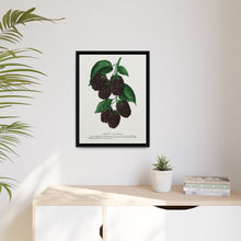 Lucretia Dewberry lithograph. Digitally enhanced from our own original 1900 edition plates of Botanical Specimen published by Rochester Lithographing