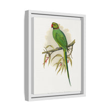 Ring-Necked or Bengal Parakeet (Psittacula columboides) colored wood-engraved plate by Alexander Francis Lydon