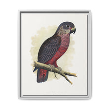 Dusky or Violet Parrot (Pionus fuscus) colored wood-engraved plate by Alexander Francis Lydon. - NOMADEN ART GALLERY