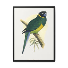 Bauer's Parrakeet (Barnardius zonarius) colored wood-engraved plate by Alexander Francis Lydon. - NOMADEN ART GALLERY