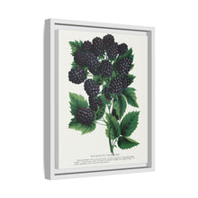 Wachusett Blackberry Lithograph | Vintage Botanical Wall Art