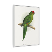 New Zealand Parrakeet (Cyanoramphus novaezelandiae) colored wood-engraved plate by Alexander Francis Lydon