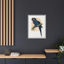 Hyacinthine Macaw (Anodorhynchus hyacinthinus) colored wood-engraved plate by Alexander Francis Lydon.