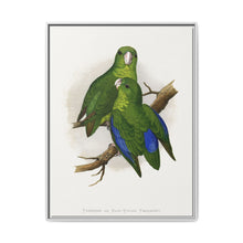 Passerine or Blue-winged Parrakeet (Psittacula columboides) colored wood-engraved plate by Alexander Francis Lydon - NOMADEN ART GALLERY