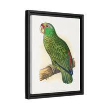 Placa xilográfica coloreada de periquito multicolor (Psephotellus varius) de Alexander Francis Lydon