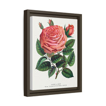 Pink rose, Glorie de Dijon lithograph. Digitally enhanced from our own original 1900 edition plates of Botanical Specimen published by Rochester Lithographing