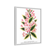 Pink flowers, Weigela lithograph (1900)