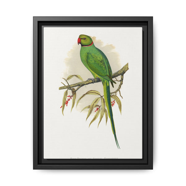 Ring-Necked or Bengal Parakeet (Psittacula columboides) colored wood-engraved plate by Alexander Francis Lydon - NOMADEN ART GALLERY