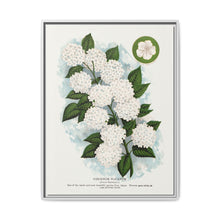 Japanese snowball flower lithograph. Digitally enhanced from our own original 1900 edition plates of Botanical Specimen published by Rochester Lithographing - NOMADEN ART GALLERY