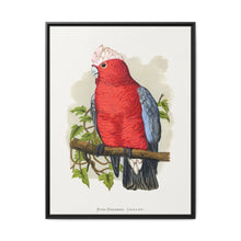 Rose-Breasted Cockatoo (Eolophus roseicapillus) colored wood-engraved plate by Alexander Francis Lydon. - NOMADEN ART GALLERY