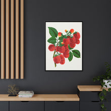 Shaffer's Colossal Raspberry Lithograph (1900)