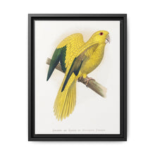 Golden or Queen Bavaria's Parrot (Guaruba guarouba) colored wood-engraved plate by Alexander Francis Lydon. - NOMADEN ART GALLERY