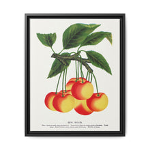 Gov Wood cherry lithograph. Digitally enhanced from our own original 1900 edition plates of Botanical Specimen published by Rochester Lithographing - NOMADEN ART GALLERY