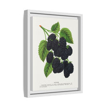 Snyder Blackberry lithograph from Botanical Specimen published by Rochester Lithographing