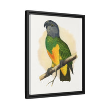 Senegal Parrot (Poicephalus senegalus) colored wood-engraved plate by Alexander Francis Lydon.