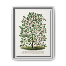 Hardy Magnolia tree lithograph. Digitally enhanced from our own original 1900 edition plates of Botanical Specimen published by Rochester Lithographing - NOMADEN ART GALLERY
