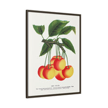 Gov Wood cherry lithograph. Digitally enhanced from our own original 1900 edition plates of Botanical Specimen published by Rochester Lithographing