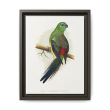 Blood or Red-Rumped Parrakeet (Psephotus haematonotus) colored wood-engraved plate by Alexander Francis Lydon - NOMADEN ART GALLERY