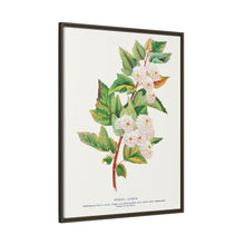 Spirea Aurea flowers lithograph. Digitally enhanced from our own original 1900 edition plates of Botanical Specimen published by Rochester Lithographing