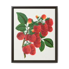 Shaffer's Colossal Raspberry Lithograph (1900) - NOMADEN ART GALLERY