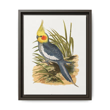 Cockatiel (Nymphicus hollandicus) colored wood-engraved plate by Alexander Francis Lydon - NOMADEN ART GALLERY