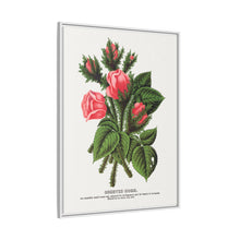 Pink roses, Crested Moss lithograph. Digitally enhanced from our own original 1900 edition plates of Botanical Specimen published by Rochester Lithographing