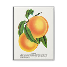 Champion plum lithograph from Botanical Specimen published by Rochester Lithographing - NOMADEN ART GALLERY