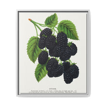 Snyder Blackberry lithograph from Botanical Specimen published by Rochester Lithographing - NOMADEN ART GALLERY