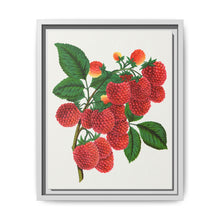 Shaffer's Colossal Raspberry Lithograph (1900) - NOMADEN ART GALLERY