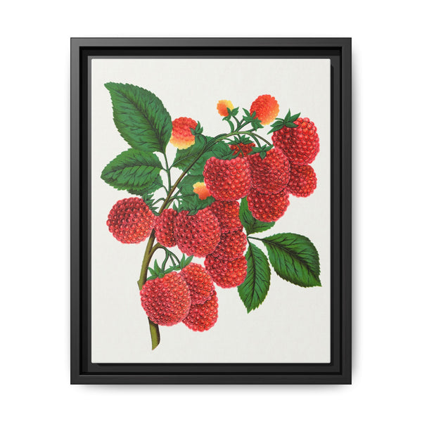 Shaffer's Colossal Raspberry Lithograph (1900) - NOMADEN ART GALLERY