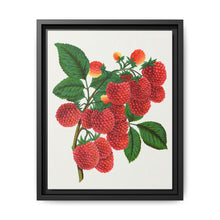 Shaffer's Colossal Raspberry Lithograph (1900) - NOMADEN ART GALLERY