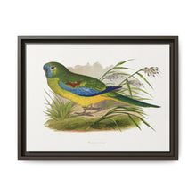 Turquoisine (Neophema pulchella) colored wood-engraved plate by Alexander Francis Lydon - NOMADEN ART GALLERY