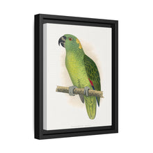 Yellow-Naped Amazon (Amazona auropalliata) colored wood-engraved plate by Alexander Francis Lydon - NOMADEN ART GALLERY