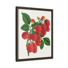 Shaffer's Colossal Raspberry Lithograph (1900)