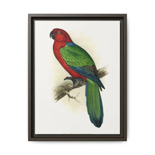 Red Shining Parrakeet (Prosopeia tabuensis) colored wood-engraved plate by Alexander Francis Lydon - NOMADEN ART GALLERY