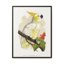 Lesser Lemon-Crested Cockatoo (Cacatua sulphurea) colored wood-engraved plate by Alexander Francis Lydon - NOMADEN ART GALLERY