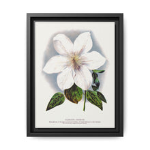 Clematis flower lithograph. Digitally enhanced from our own original 1900 edition plates of Botanical Specimen published by Rochester Lithographing - NOMADEN ART GALLERY