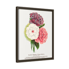 Double Althea in 3 colors lithograph. Digitally enhanced from our own original 1900 edition plates of Botanical Specimen published by Rochester Lithographing
