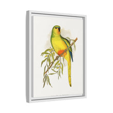 Orange-Bellied Parrakeet (Neophema chrysogaster) colored wood-engraved plate by Alexander Francis Lydon.