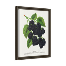 Snyder Blackberry lithograph from Botanical Specimen published by Rochester Lithographing