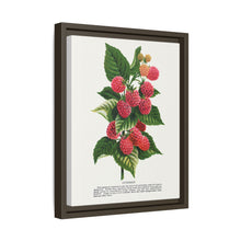 Cuthbert raspberry lithograph. Digitally enhanced from our own original 1900 edition plates of Botanical Specimen published by Rochester Lithographing