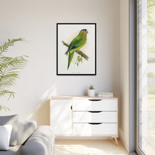 Petz's Conure (Aratinga canicularis) colored wood-engraved plate by Alexander Francis Lydon