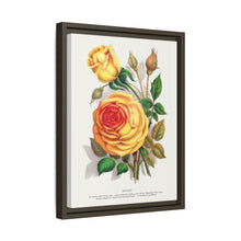 lithograph from Botanical Specimen published by Rochester Lithographing