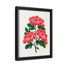 Paul's New Double Flowering Thorn lithograph. Digitally enhanced from our own original 1900 edition plates of Botanical Specimen published by Rochester Lithographing - NOMADEN ART GALLERY