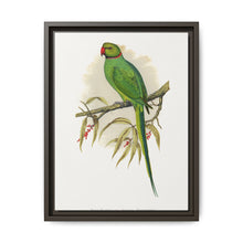 Ring-Necked or Bengal Parakeet (Psittacula columboides) colored wood-engraved plate by Alexander Francis Lydon - NOMADEN ART GALLERY
