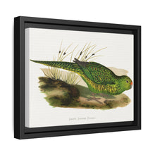 Green Ground Parrot (Pezoporus wallicus) colored wood-engraved plate by Alexander Francis Lydon