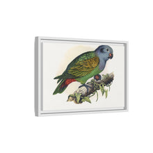 Red-Vented Parrot (Amazona martinicana) colored wood-engraved plate by Alexander Francis Lydon